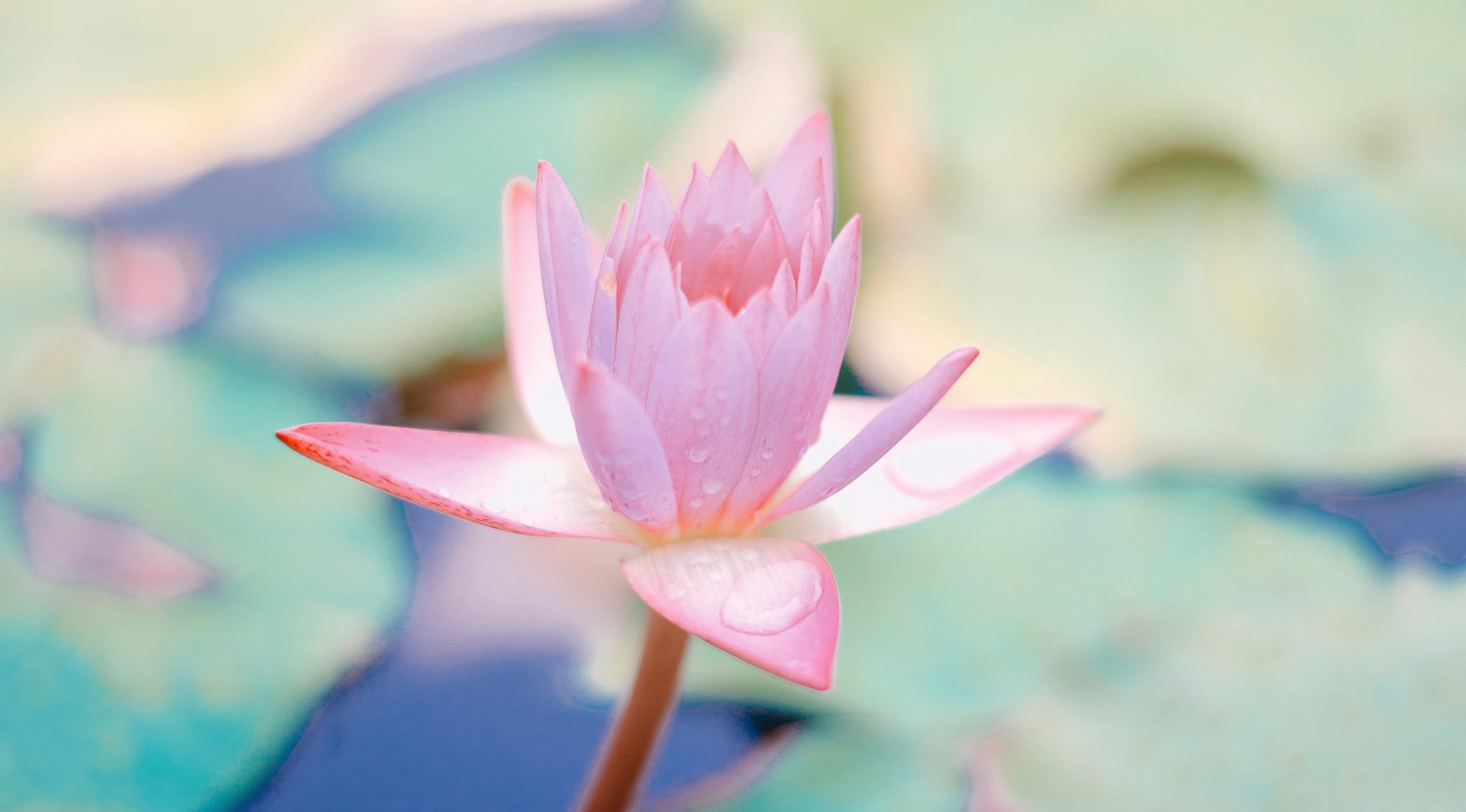 saffu-208364-unsplash